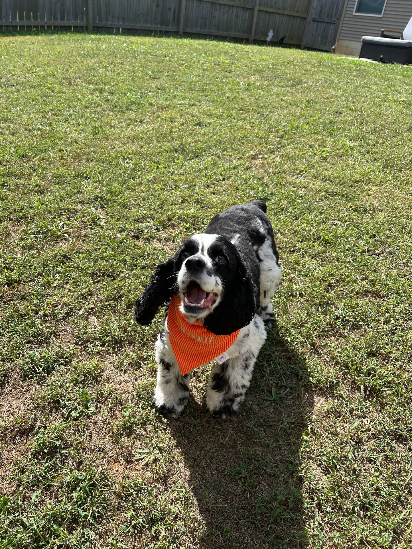 Honey Bandana