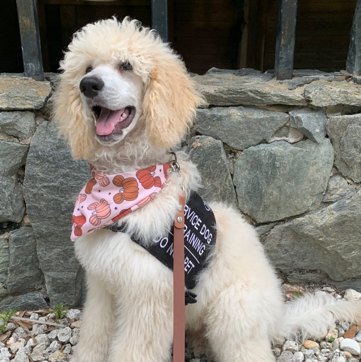 Magic Pumpkins Bandana
