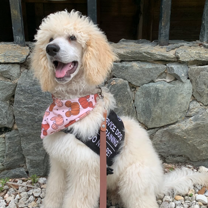 Magic Pumpkins Bandana