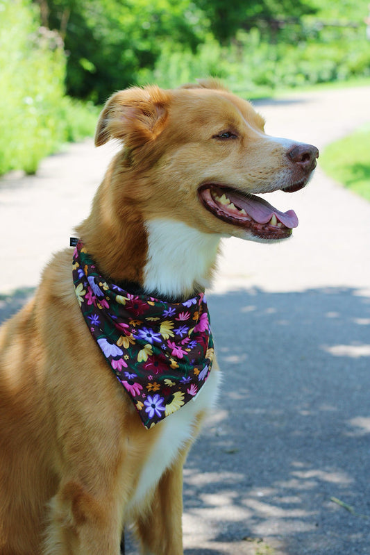 Piano Poppies Bandana