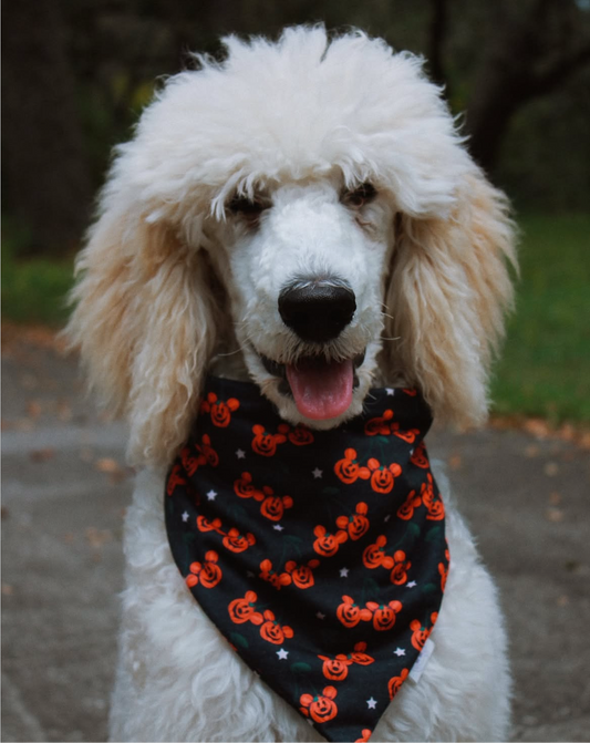 Pumpkin Parade Bandana