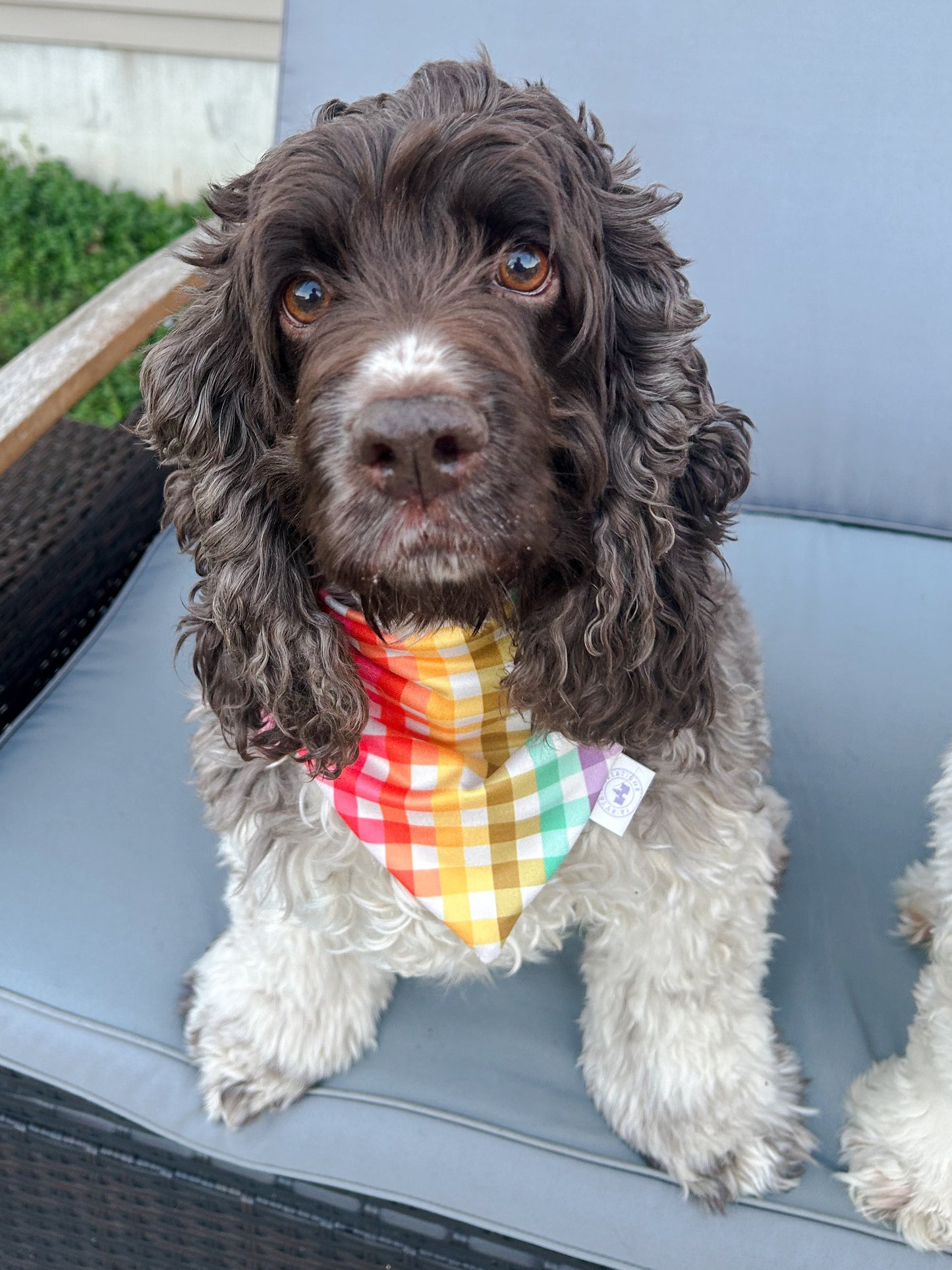 Starry Spring Bandana - Reversible