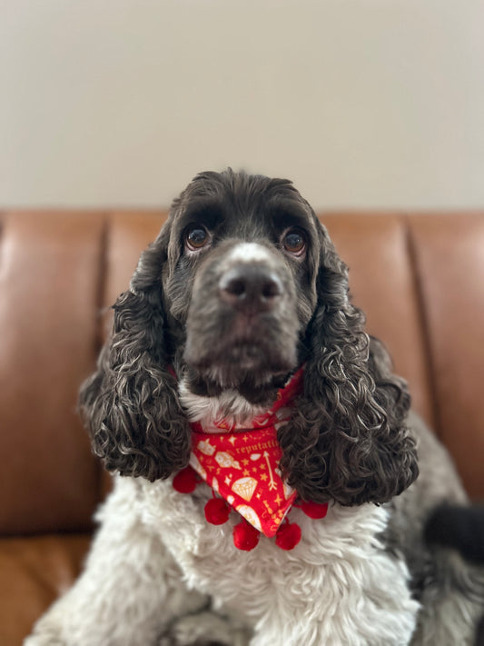 The Alchemy Bandana