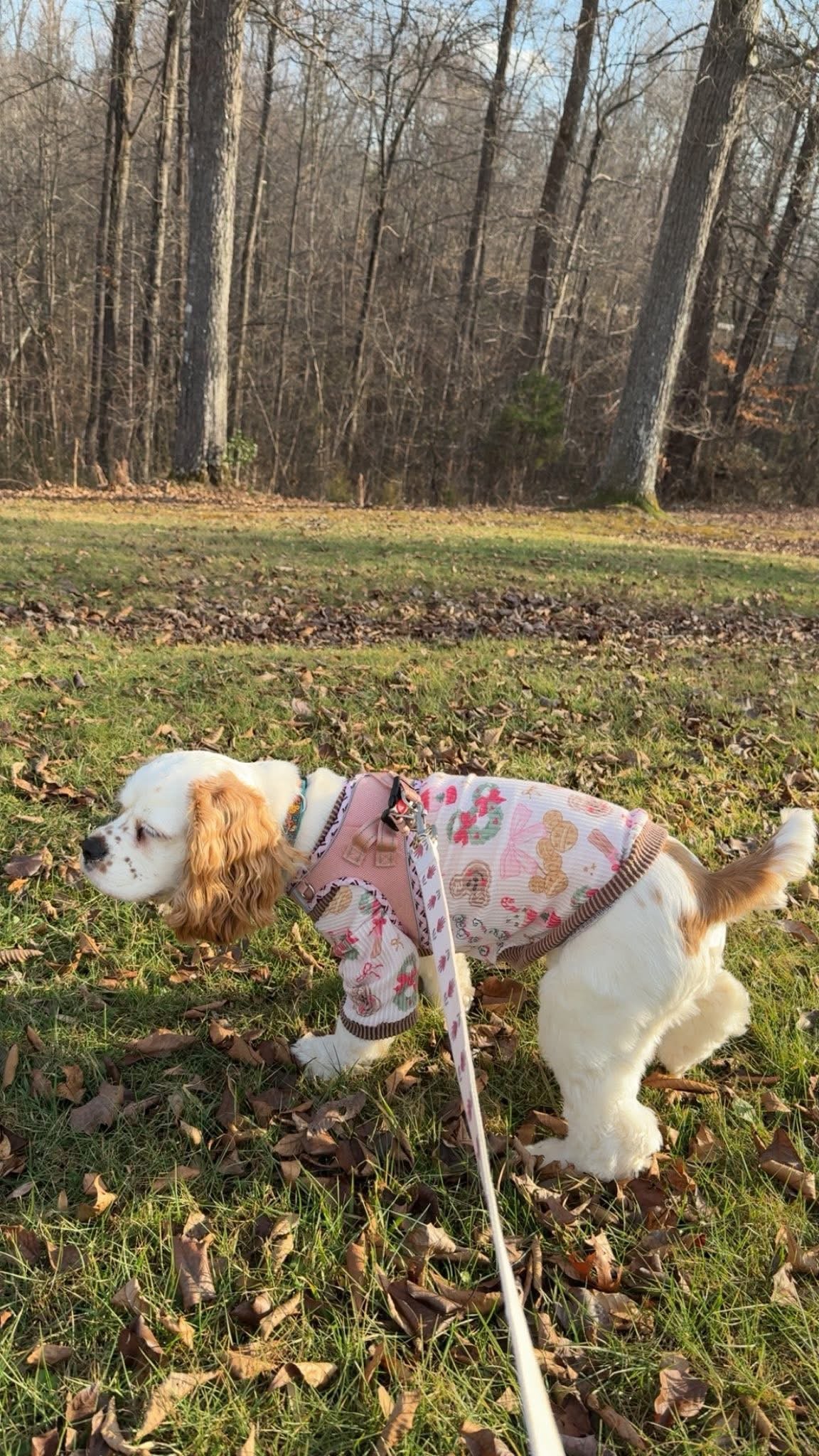 Pet Sweaters