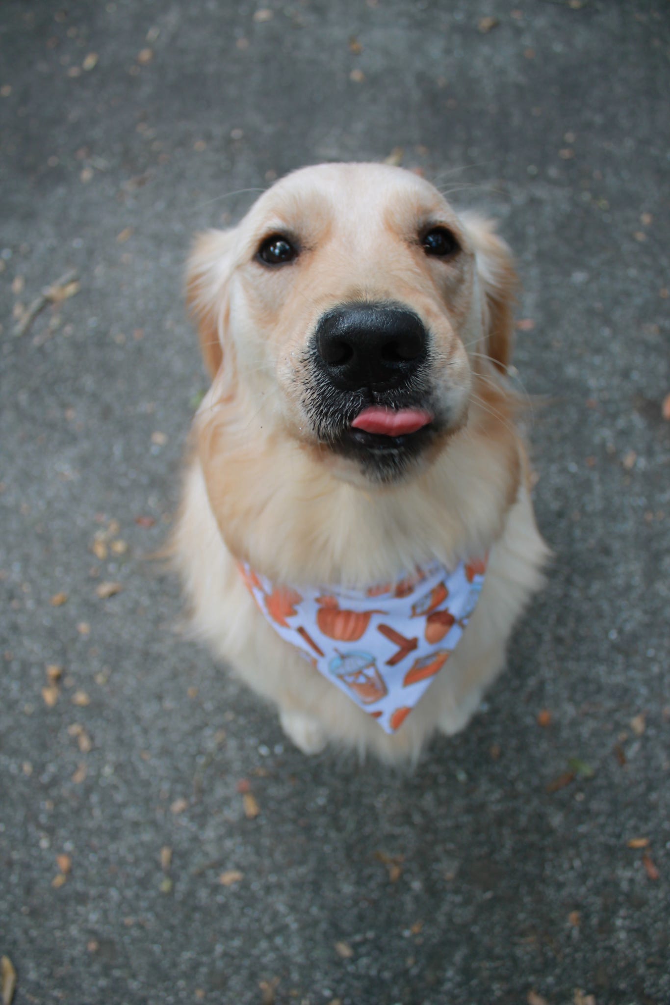 Pumpkin Spice Bandana
