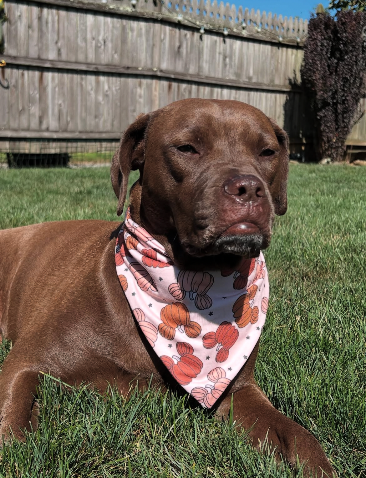 Magic Pumpkins Bandana
