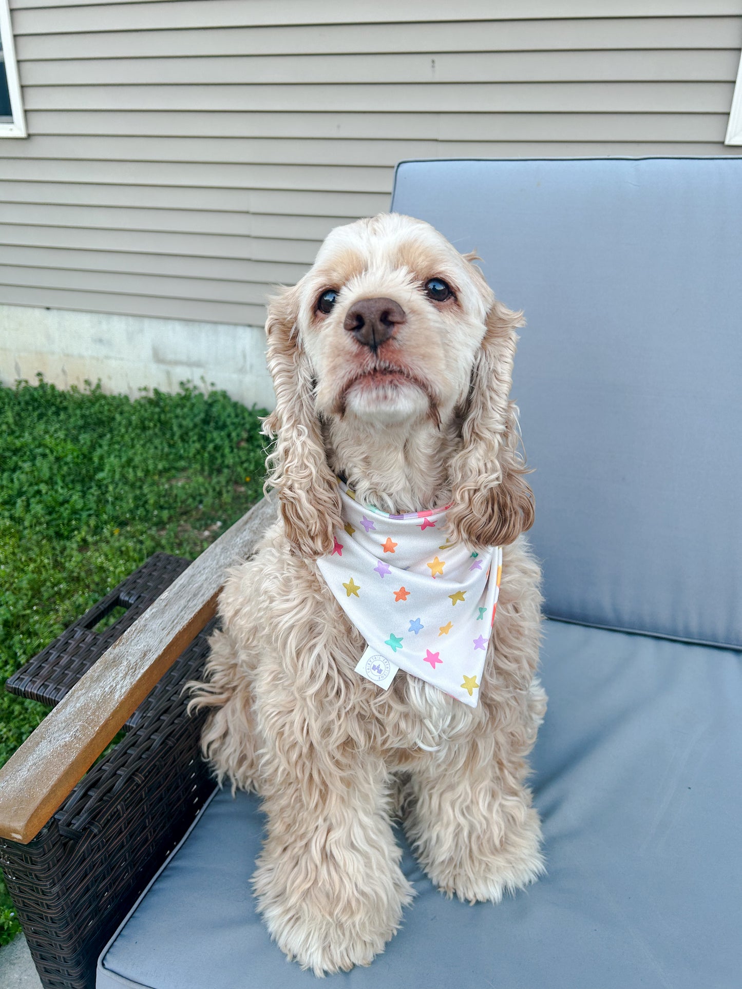 Starry Spring Bandana - Reversible