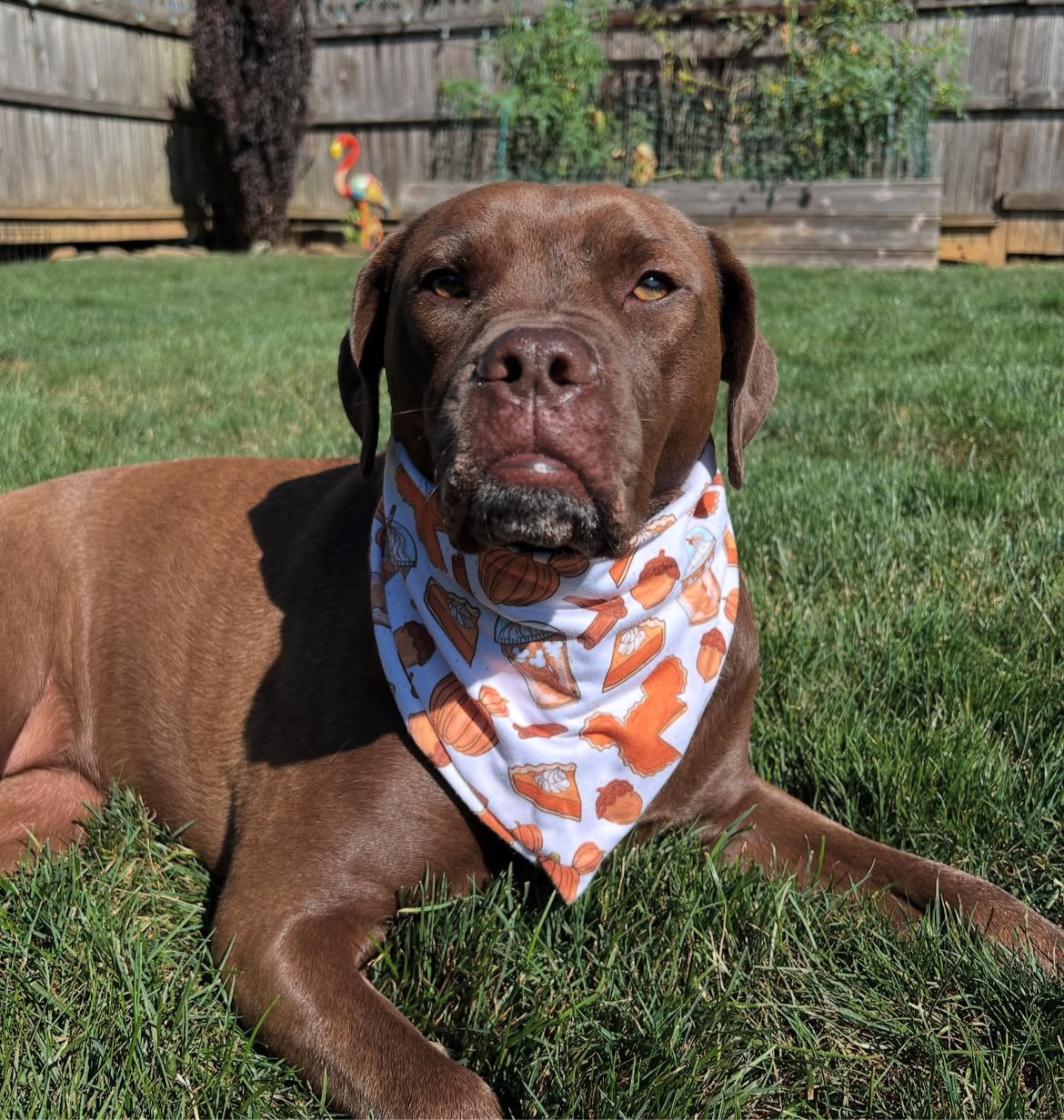 Pumpkin Spice Bandana