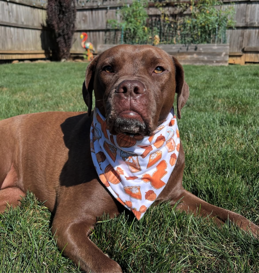 Pumpkin Spice Bandana