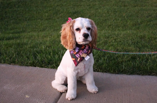 Piano Poppies Bandana