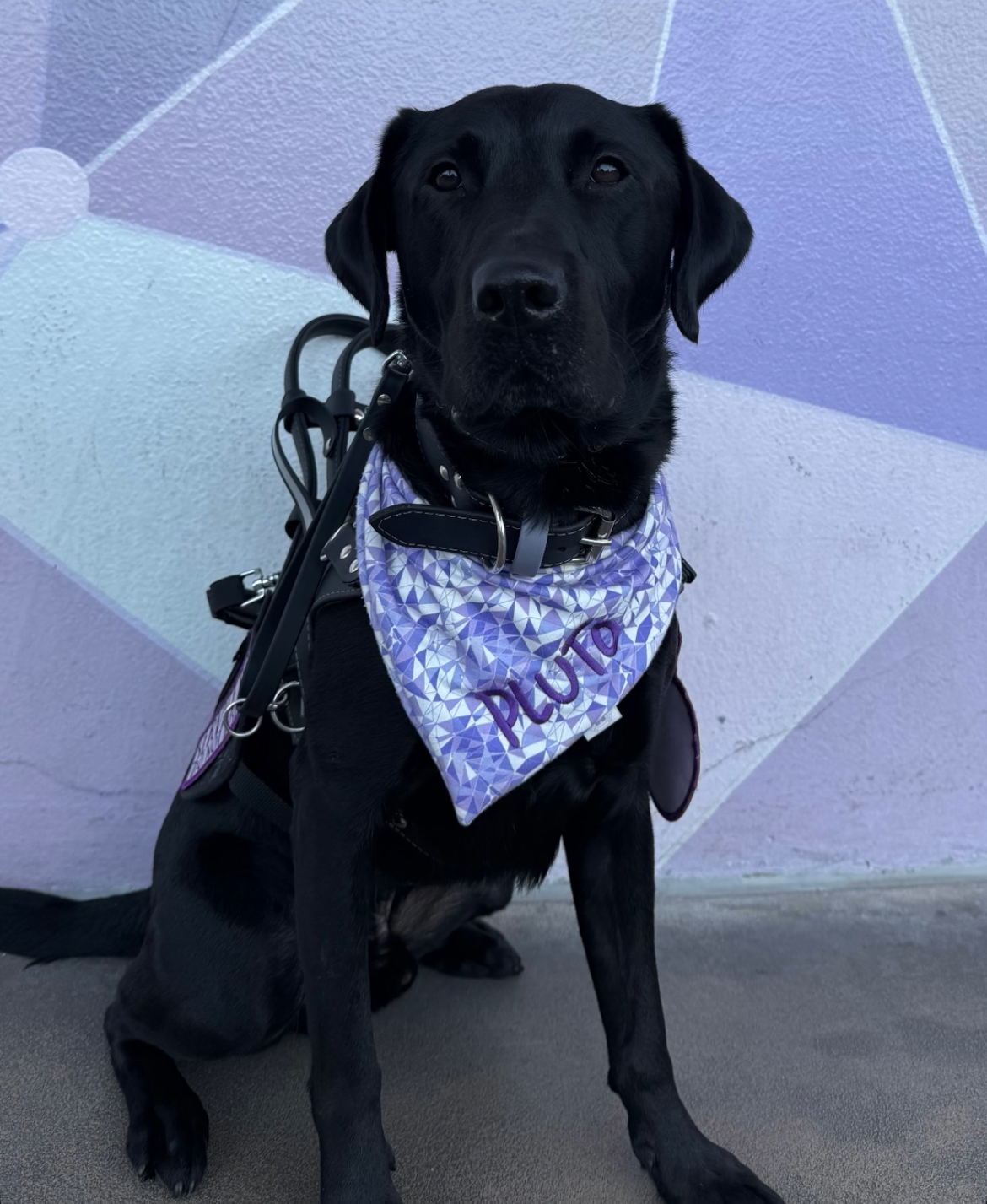 Black dog wearing a purple bandana with text overlay on a geometric patterned background