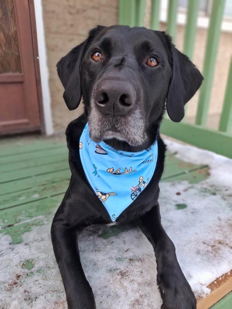 Service Dog Bandana
